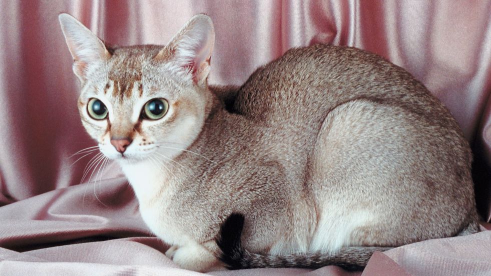 Singapura