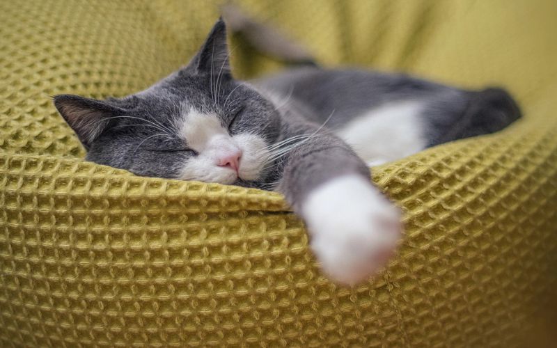 Sleeping in Tiny, Weird Spots