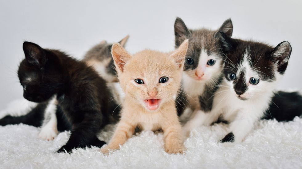 Smallest Cat Breeds You'll Instantly Fall in Love With