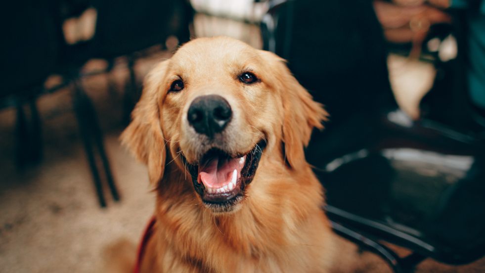 Smartest Dog Breeds in the World