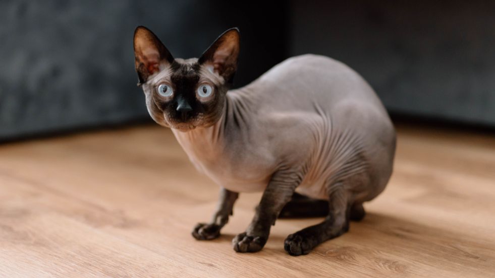 Sphynx