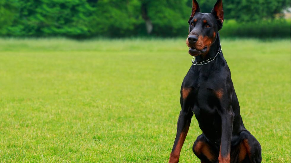 The Alert Strategist