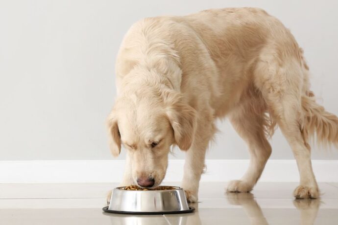 The Best Dog Food for Sensitive Stomachs