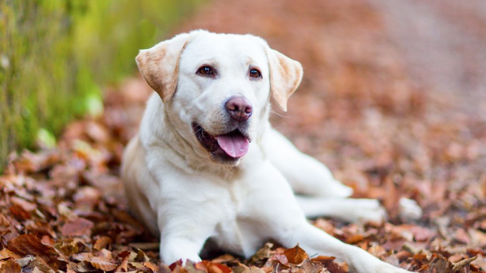 The Clever Companion