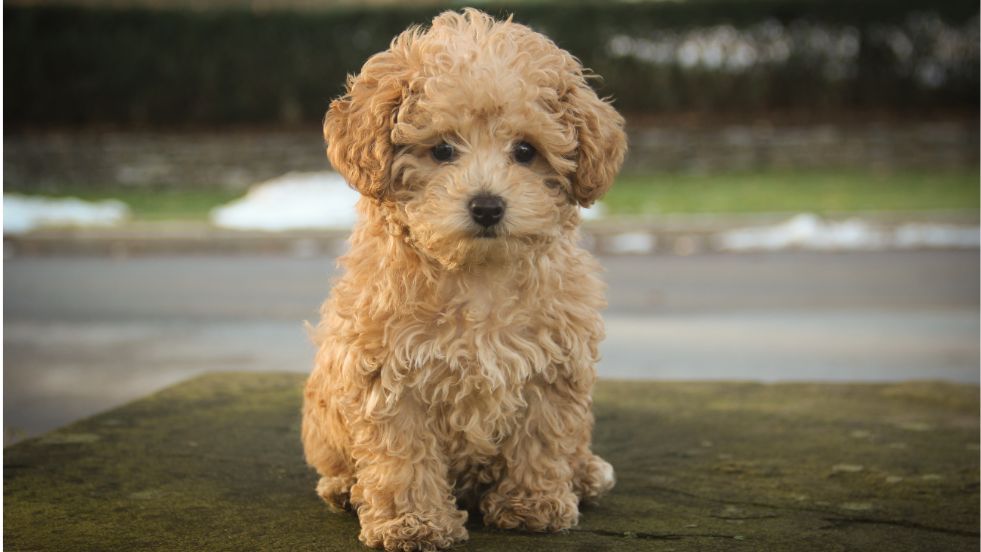 The Elegant Intellectual