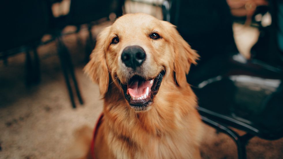 The Fascinating History of Domesticated Dogs