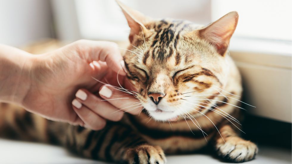 The Fascinating Science Behind Feline Vibrations