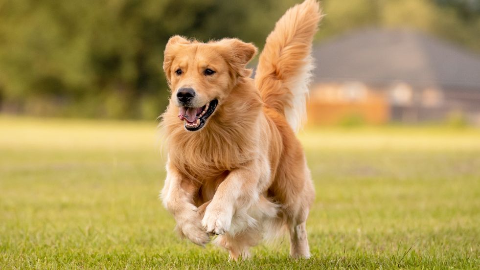 The Friendly Problem-Solver