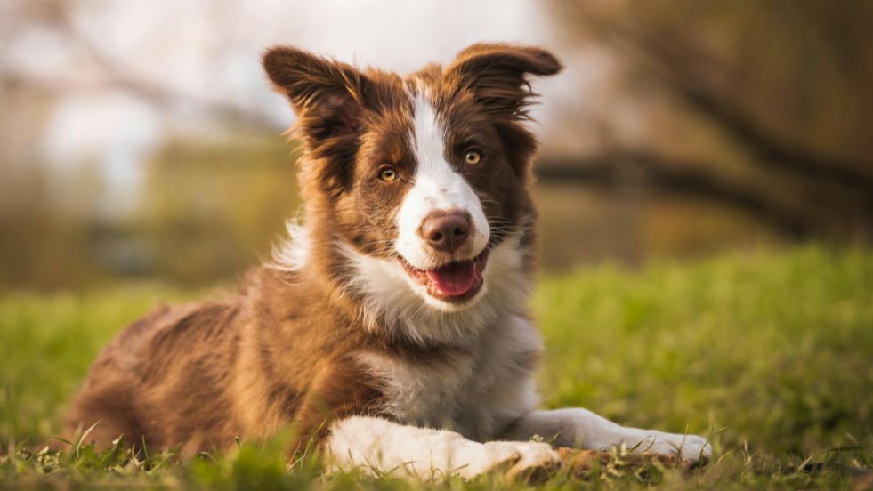 The Genius of the Dog World