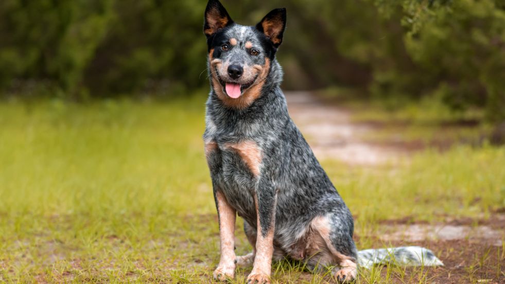 The Independent Problem-Solver