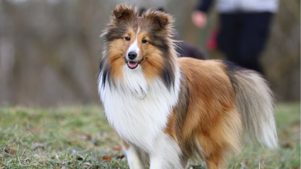 The Mini Border Collie