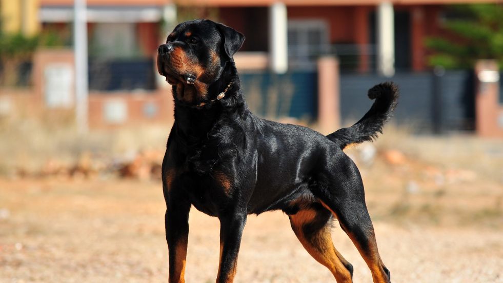 The Strong and Smart Protector