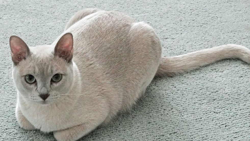 Tonkinese – The Social Cuddlebug