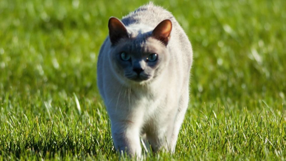 Tonkinese