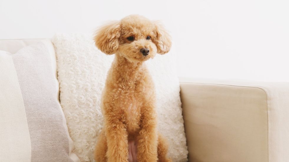 Top 100 Timeless Classic Dog Names That Never Go Out of Style