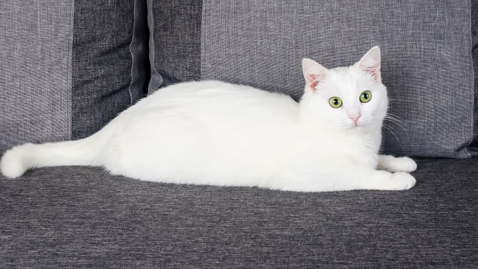 Turkish Angora