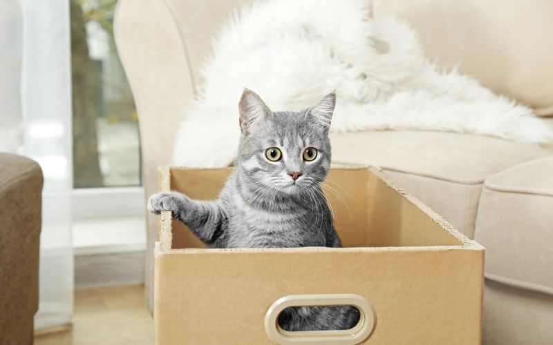 Turn Cardboard Boxes into Enrichment Toys
