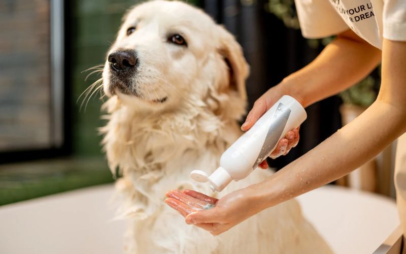Use a Gentle, Dog-Safe Shampoo
