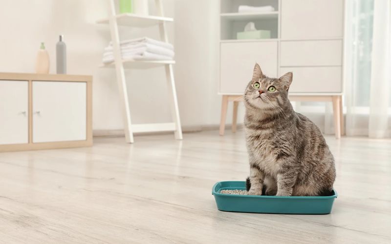Use a Self-Cleaning Litter Box or Baking Soda Hack
