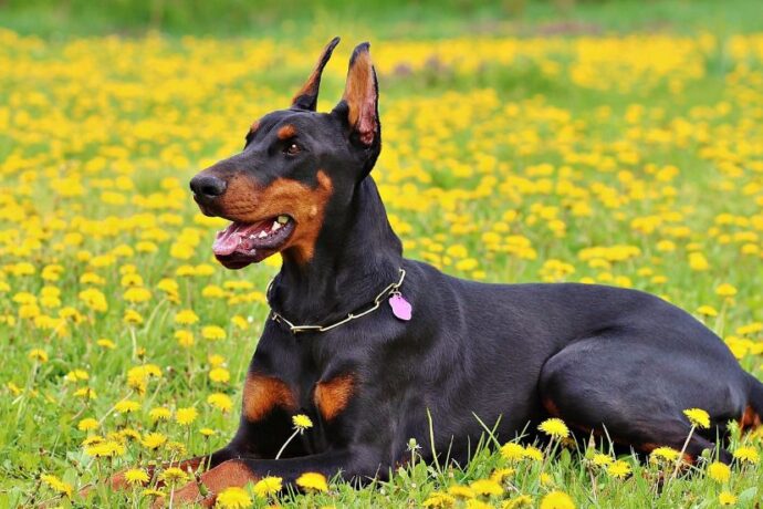 What Are Dogs Scared Of
