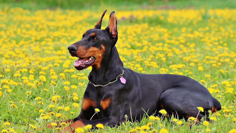 What Are Dogs Scared Of
