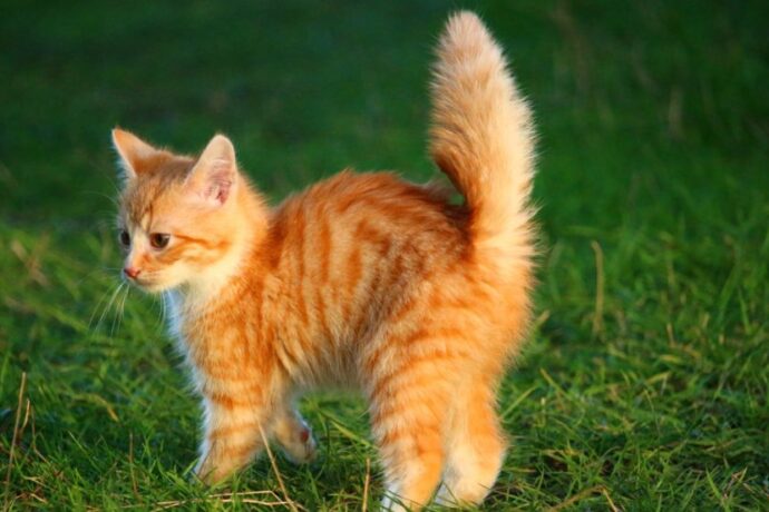 What Do Cats Think About All Da