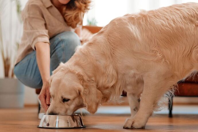 What to Feed a Dog with Diarrhea