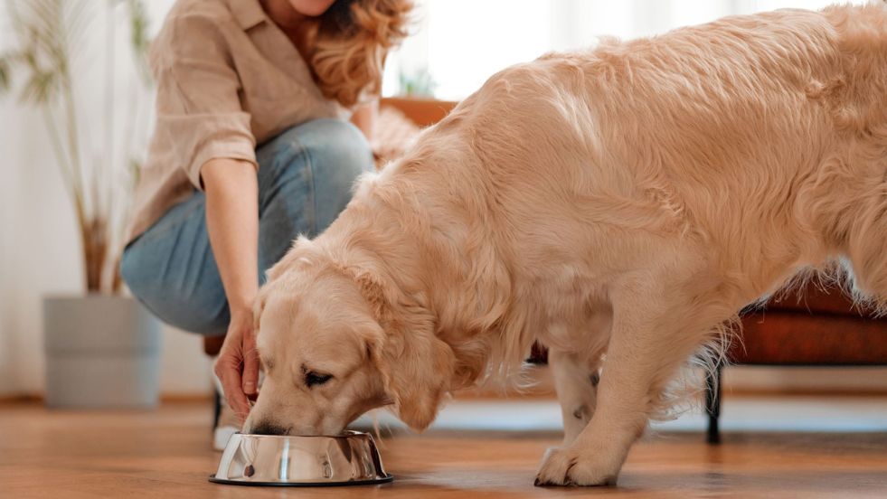 What to Feed a Dog with Diarrhea