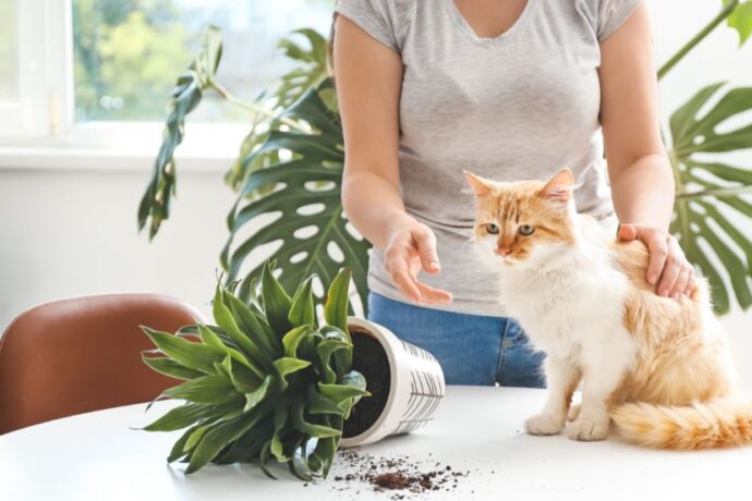 Why Do Cats Knock Things Ove