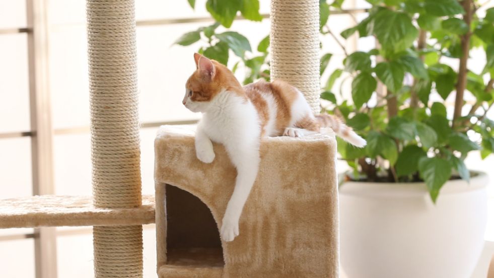 Best Cat Trees of the Year