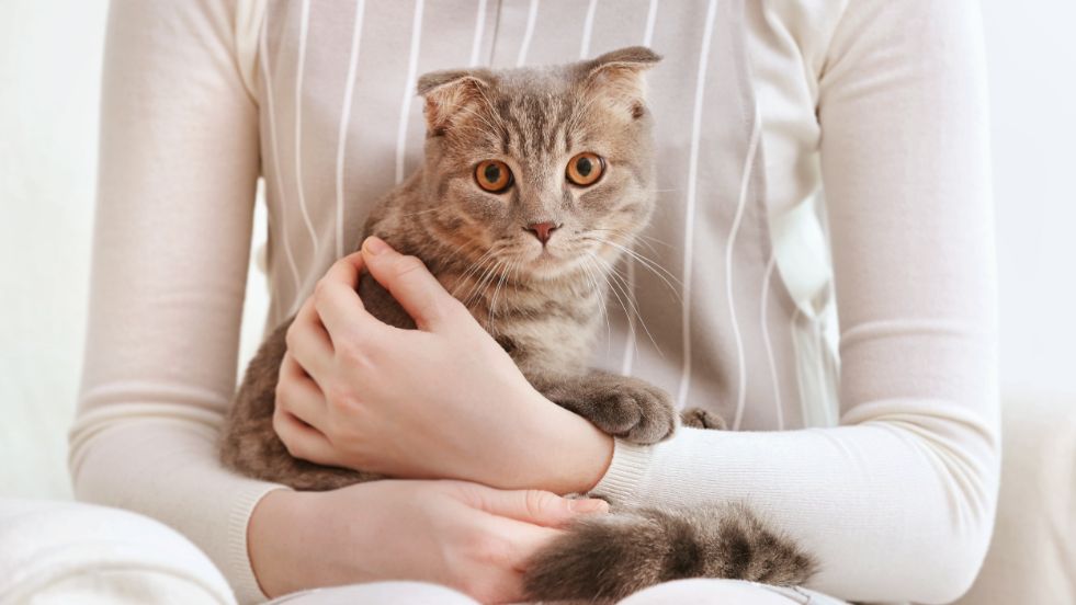 Classic and Timeless Cat Names for your Pet Cat