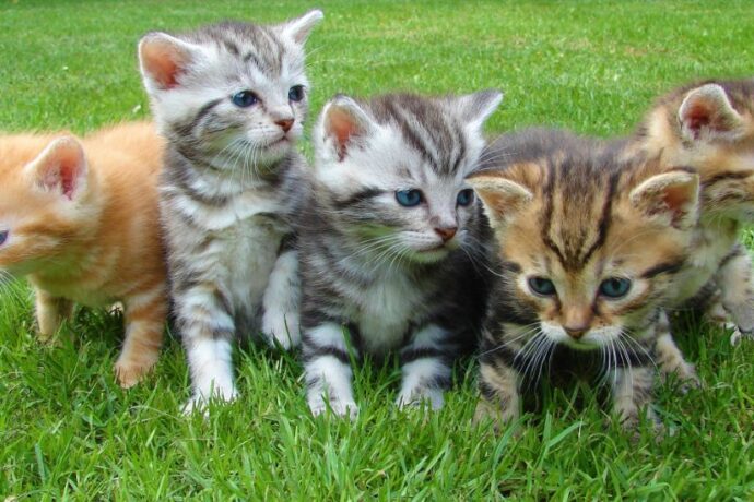 What Is My Cat Thinking? A Guide to Understanding Feline Minds