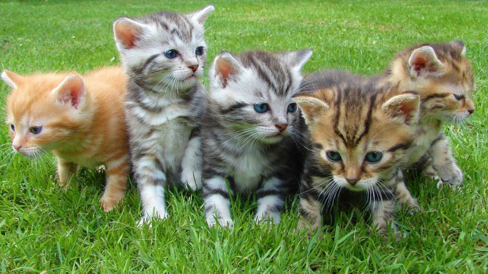 What Is My Cat Thinking? A Guide to Understanding Feline Minds