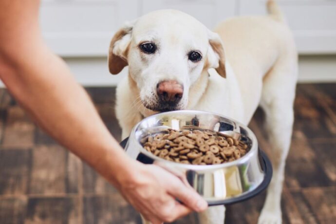 Dry Dog Food vs. Wet Dog Food