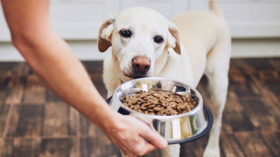 Dry Dog Food vs. Wet Dog Food