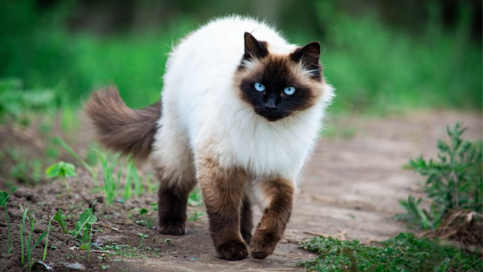 siamese-cat-names