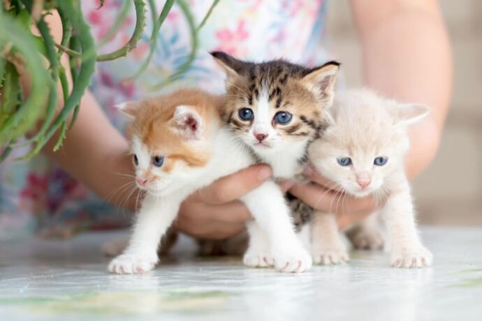 100 Most Trendy Cat Names of 2025