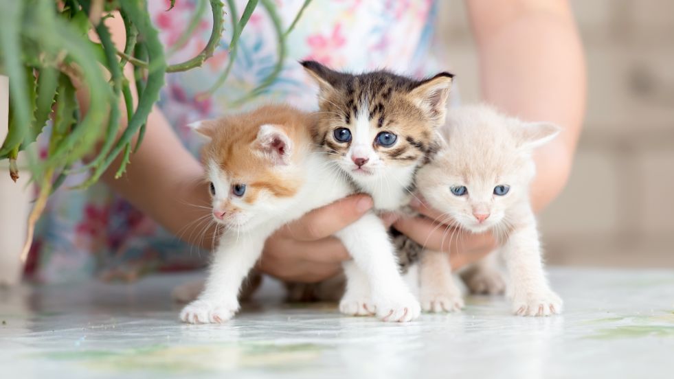 100 Most Trendy Cat Names of 2025