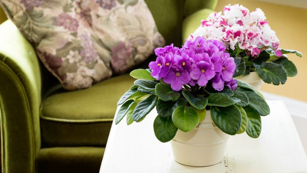African Violet