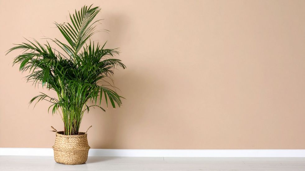 Areca Palm