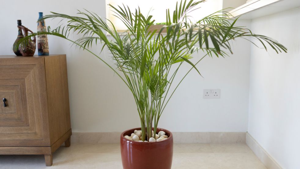 Bamboo Palm