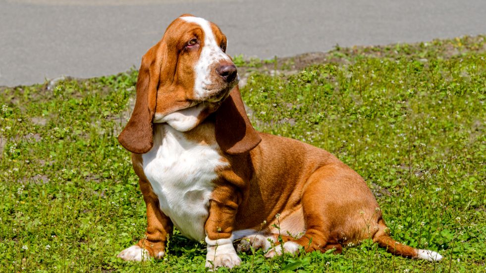Basset Hound