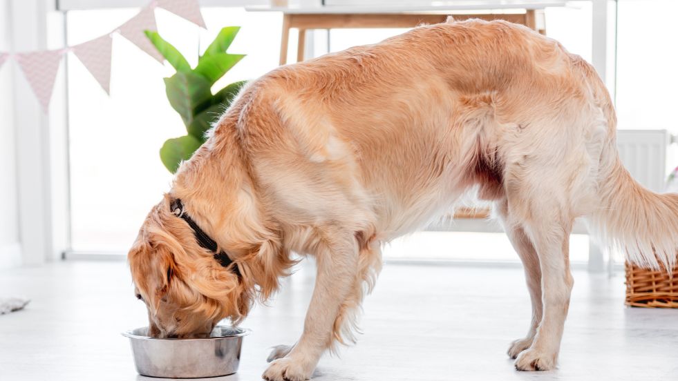 Best Dog Food for Weight Gain
