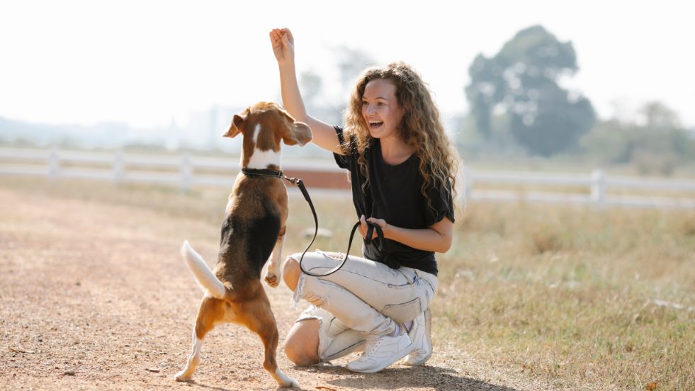 Best Positive Reinforcement Training Tips for Dogs