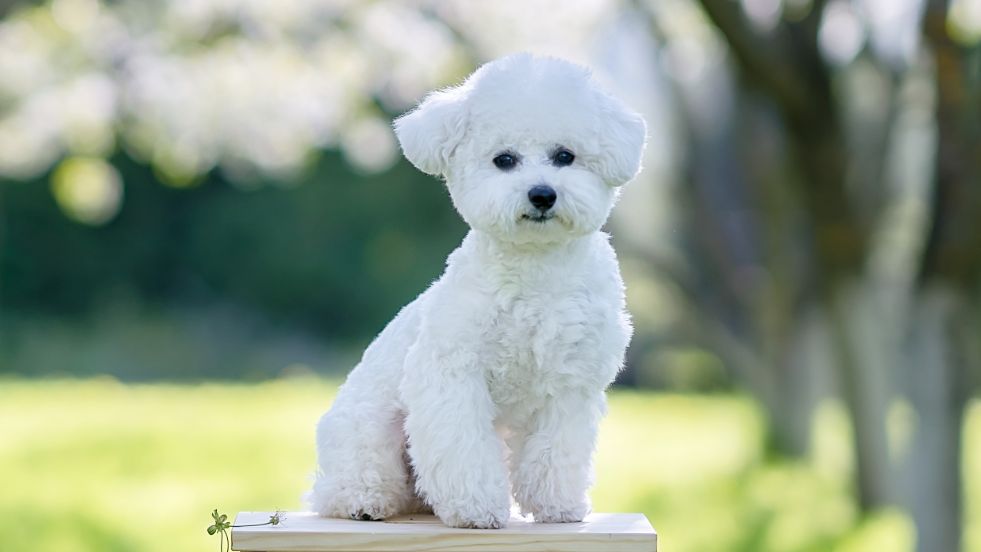 Bichon Frise 