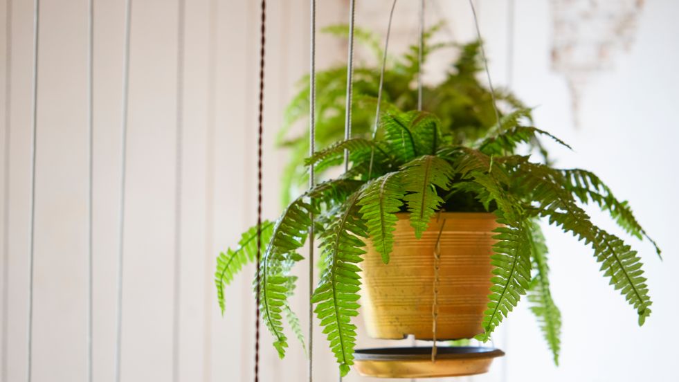 Boston Fern