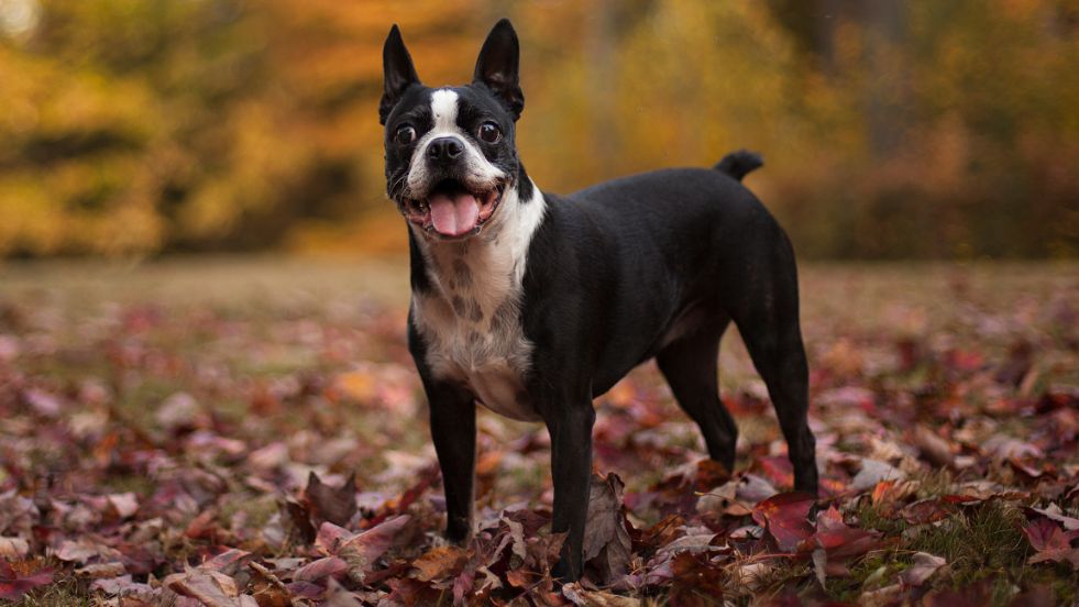 Boston Terrier
