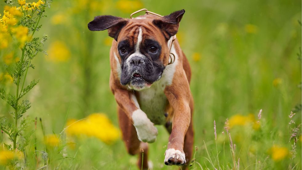 Boxer