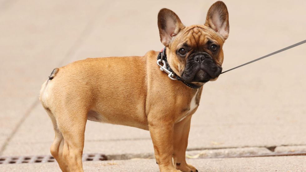 Bulldog