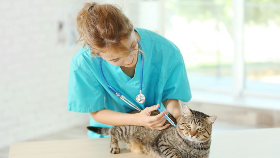 Cat Vaccination Guide Every Owner Should Know